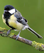 Great Tit