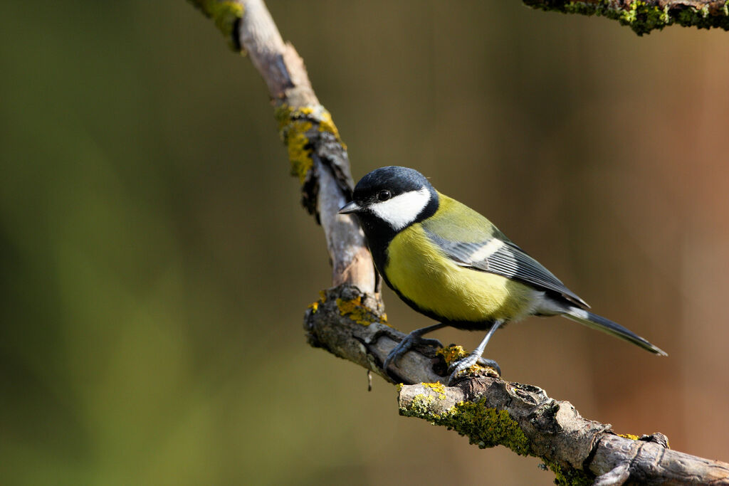 Mésange charbonnière