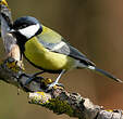 Mésange charbonnière