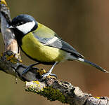 Mésange charbonnière