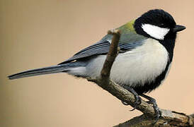 Japanese Tit