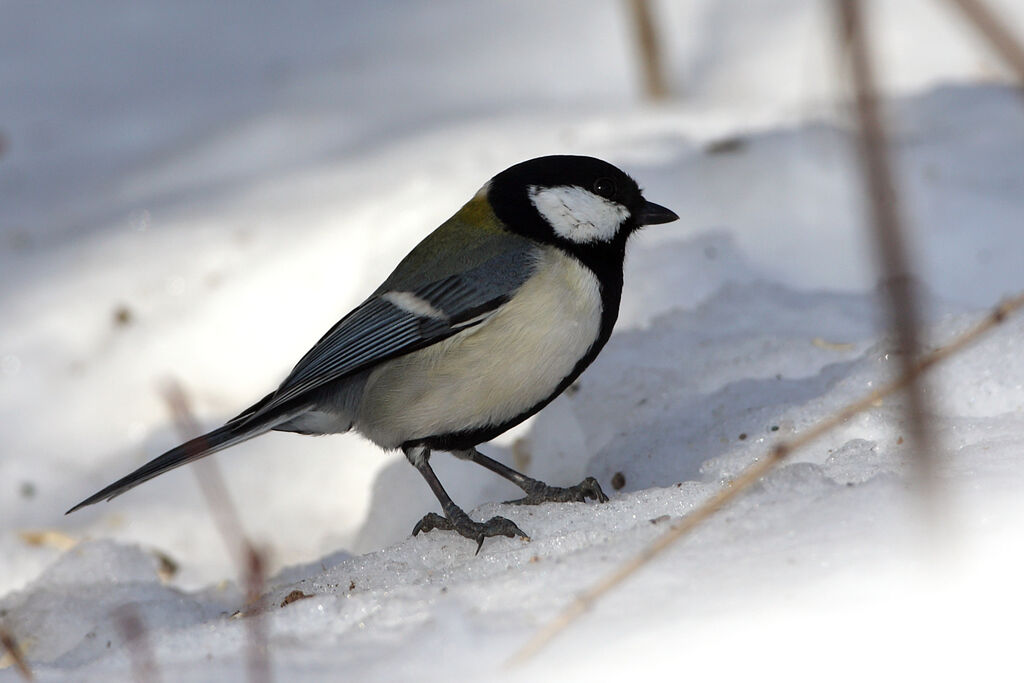 Mésange de Chine