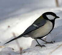 Japanese Tit