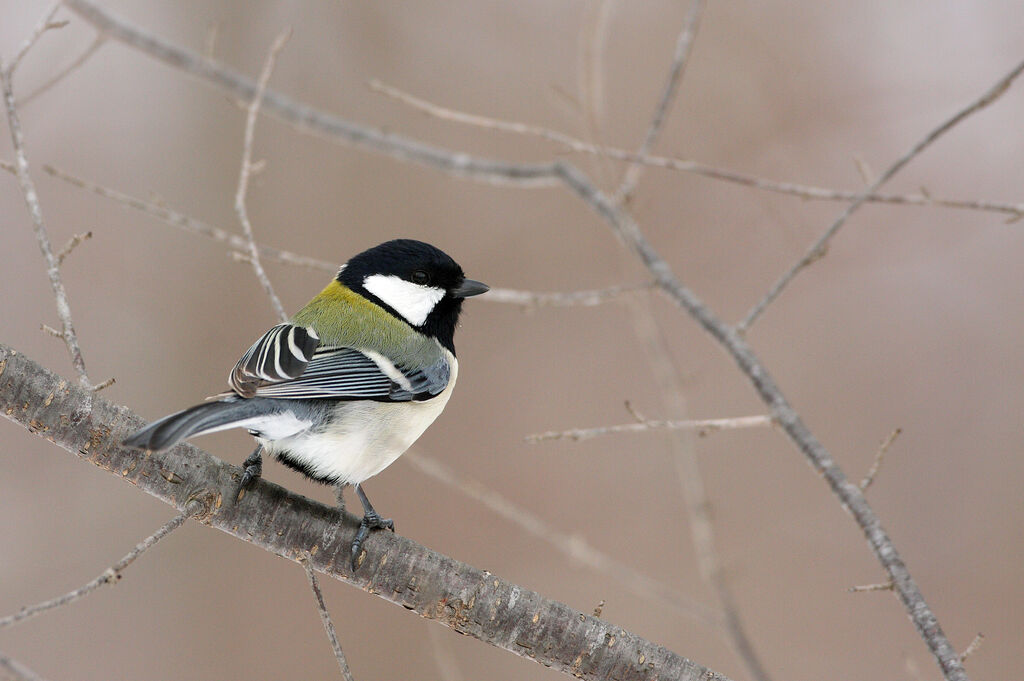 Japanese Tit