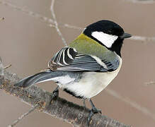 Japanese Tit