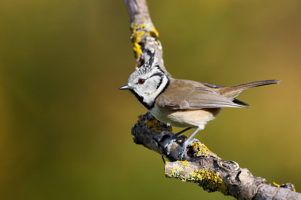 Mésange huppée