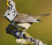 Crested Tit