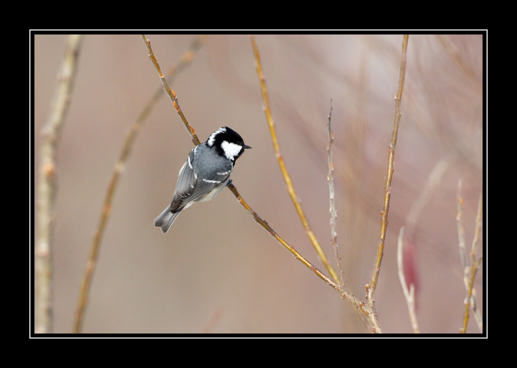 Mésange noireadulte internuptial