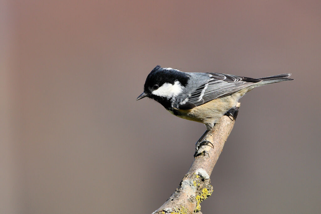 Mésange noire