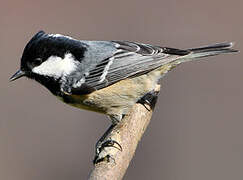 Coal Tit