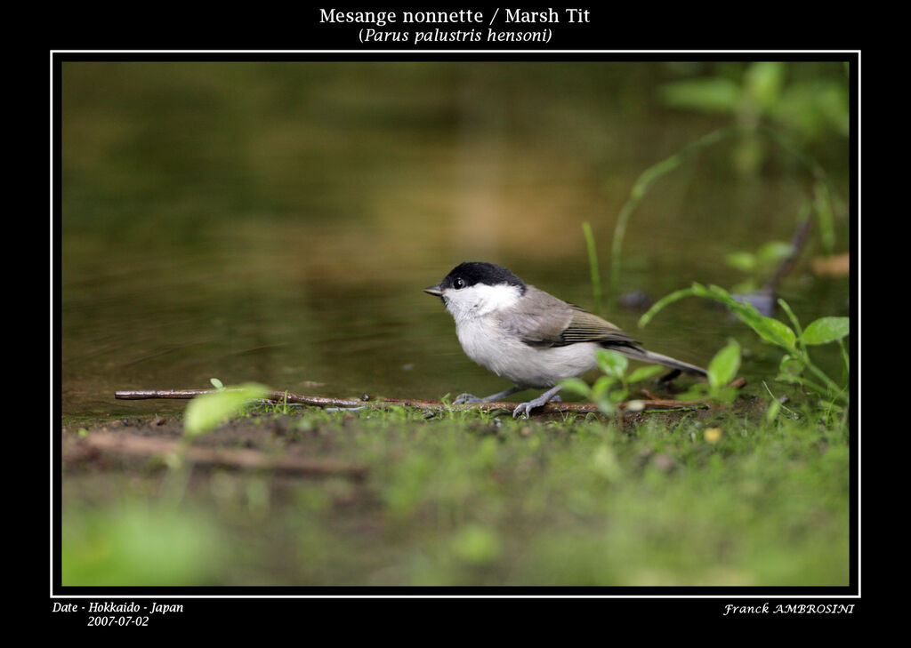 Mésange nonnetteadulte nuptial