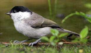 Marsh Tit