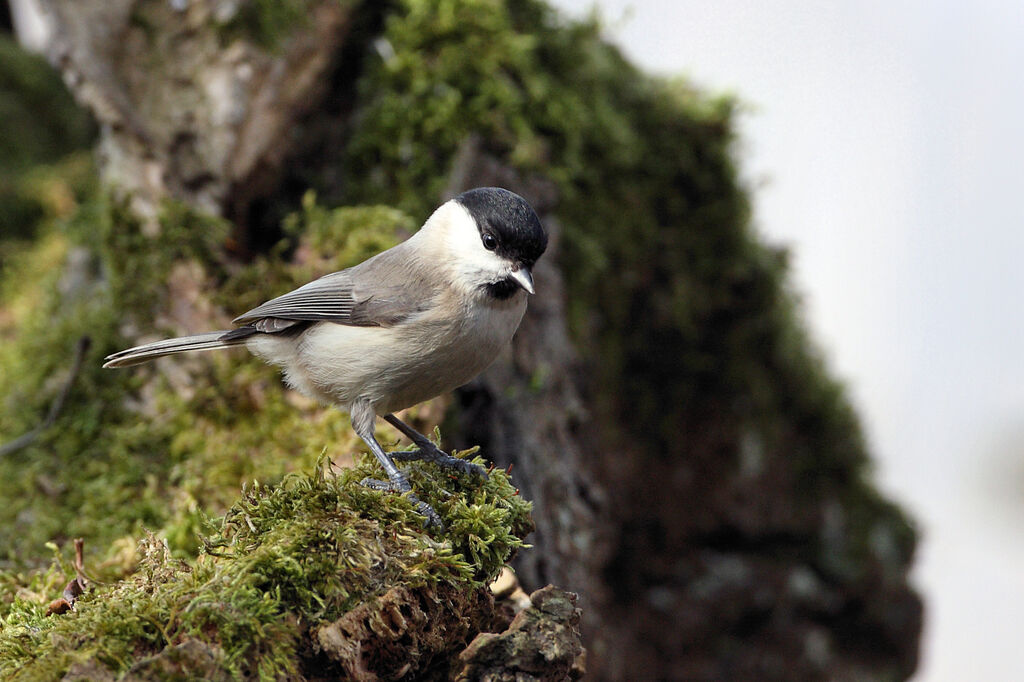 Mésange nonnette