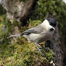 Mésange nonnette