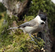 Marsh Tit