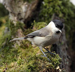 Mésange nonnette