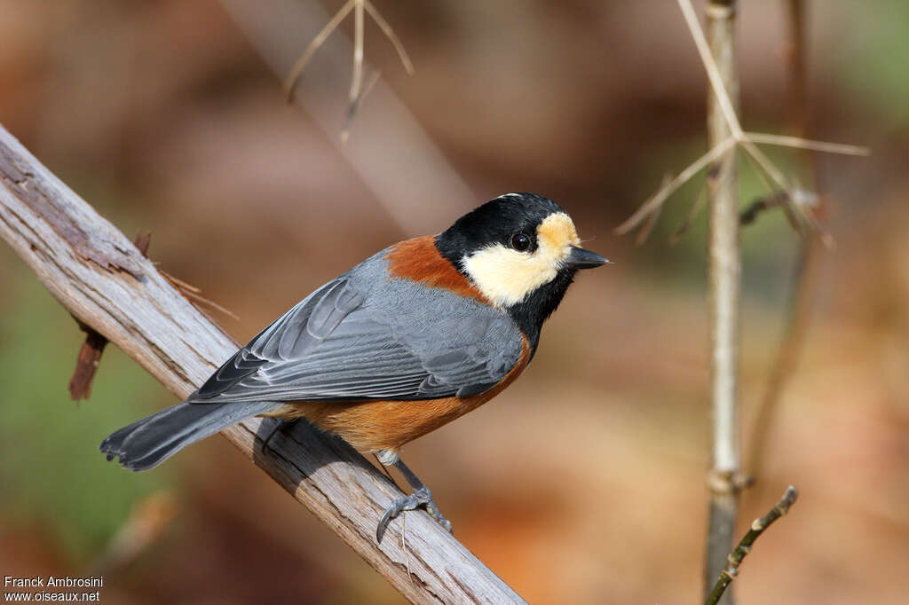 Varied Titadult, pigmentation