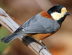 Varied Tit