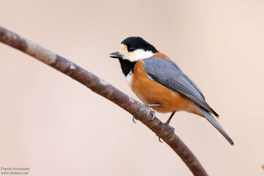 Varied Titadult, identification