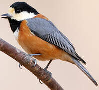 Varied Tit