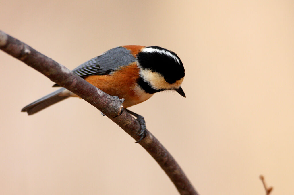 Varied Tit