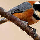 Mésange variée