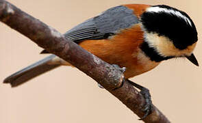 Varied Tit