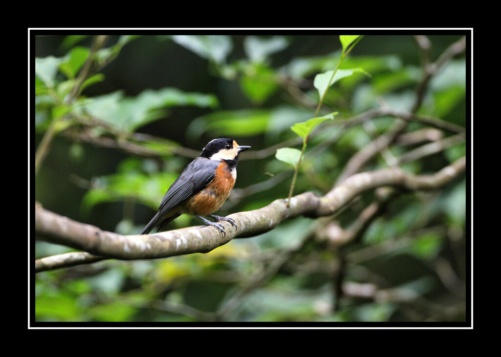 Mésange variéeadulte