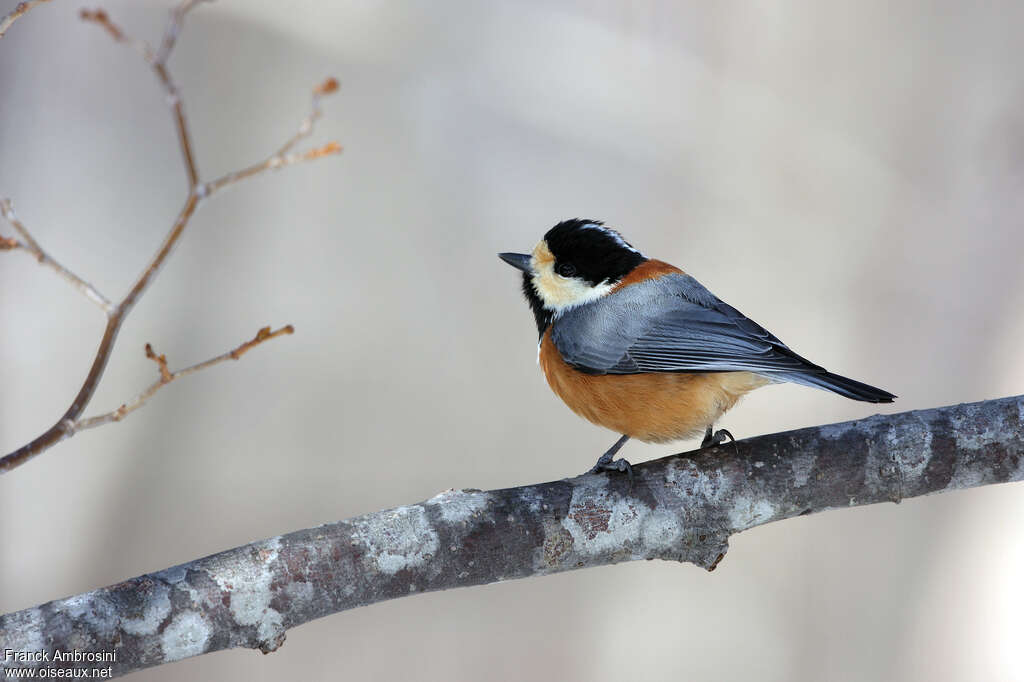 Varied Titadult, identification