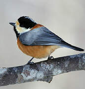 Varied Tit