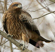 Black Kite (lineatus)