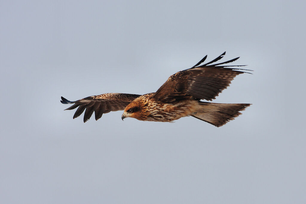 Black Kite (lineatus)