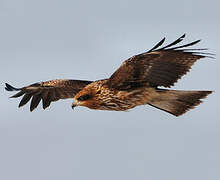 Black Kite (lineatus)