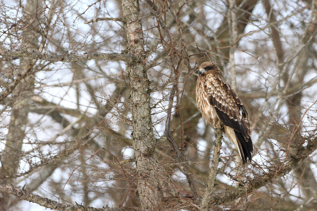 Black Kite (lineatus)