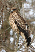 Black Kite (lineatus)