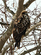 Black Kite (lineatus)