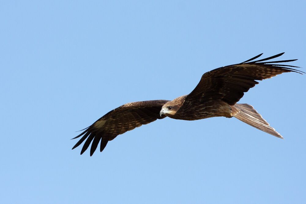 Black Kite (lineatus)