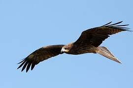 Black Kite (lineatus)