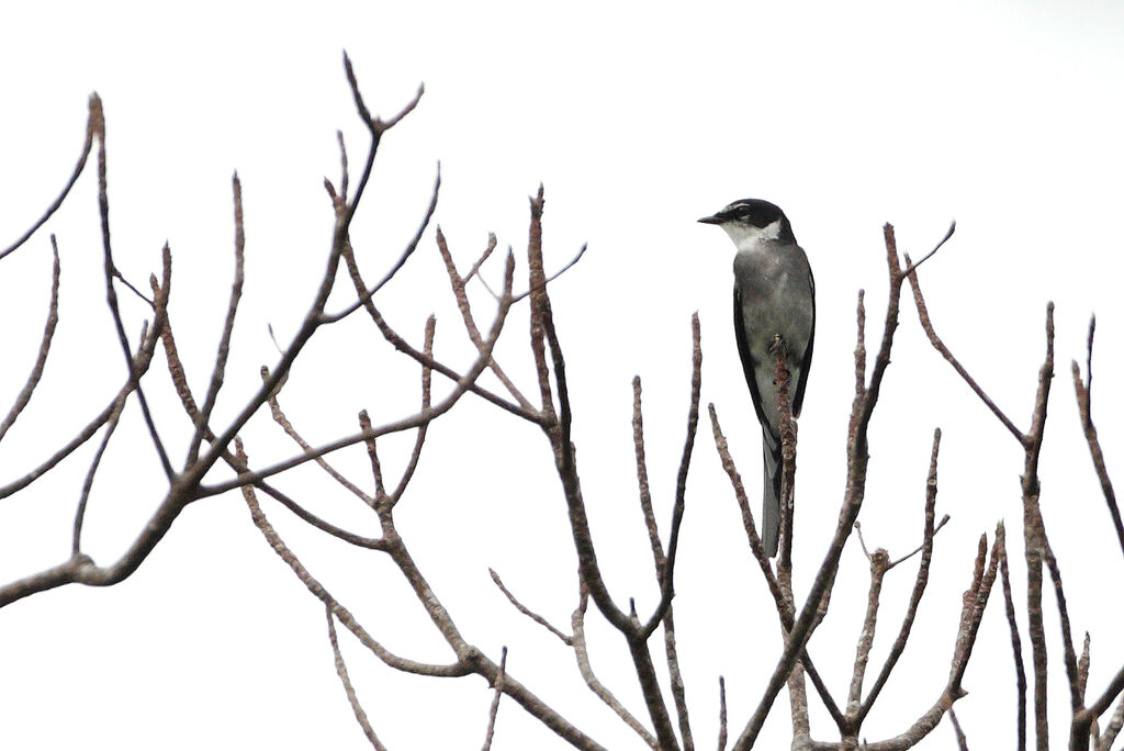 Minivet des Ryu Kyu