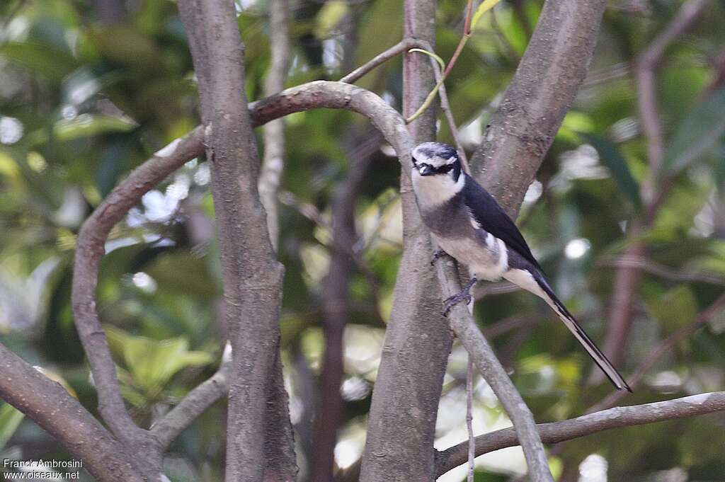 Minivet des Ryu Kyu