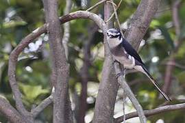 Ryukyu Minivet