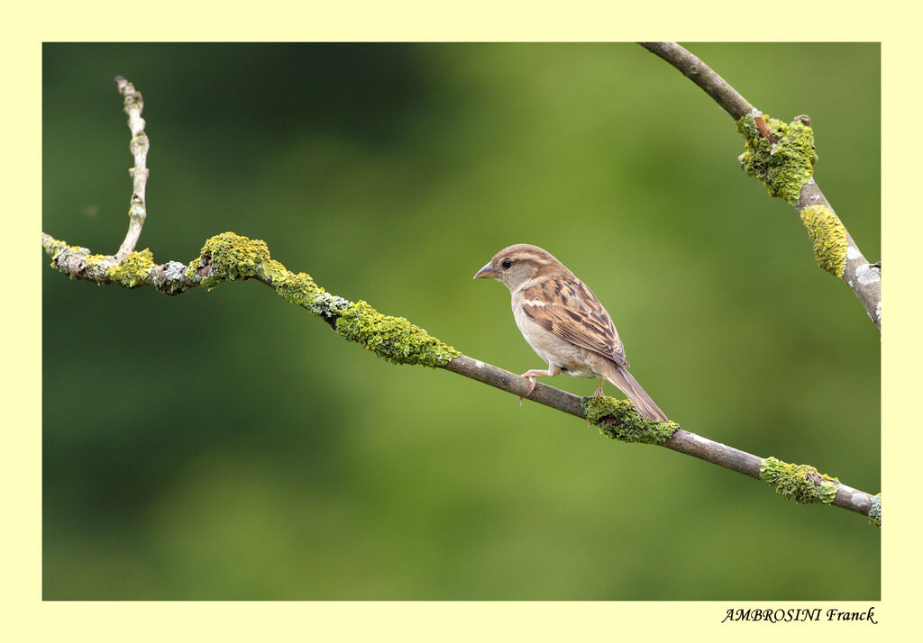 House Sparrow