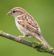 House Sparrow