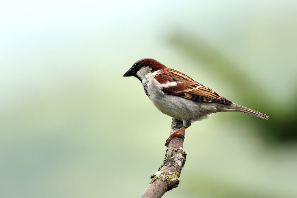 Moineau domestique mâle adulte nuptial