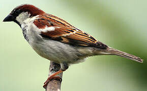 Moineau domestique