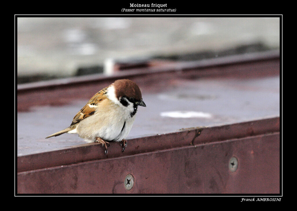 Moineau friquetadulte internuptial