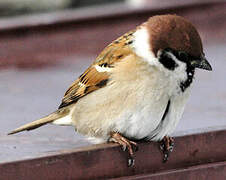 Eurasian Tree Sparrow