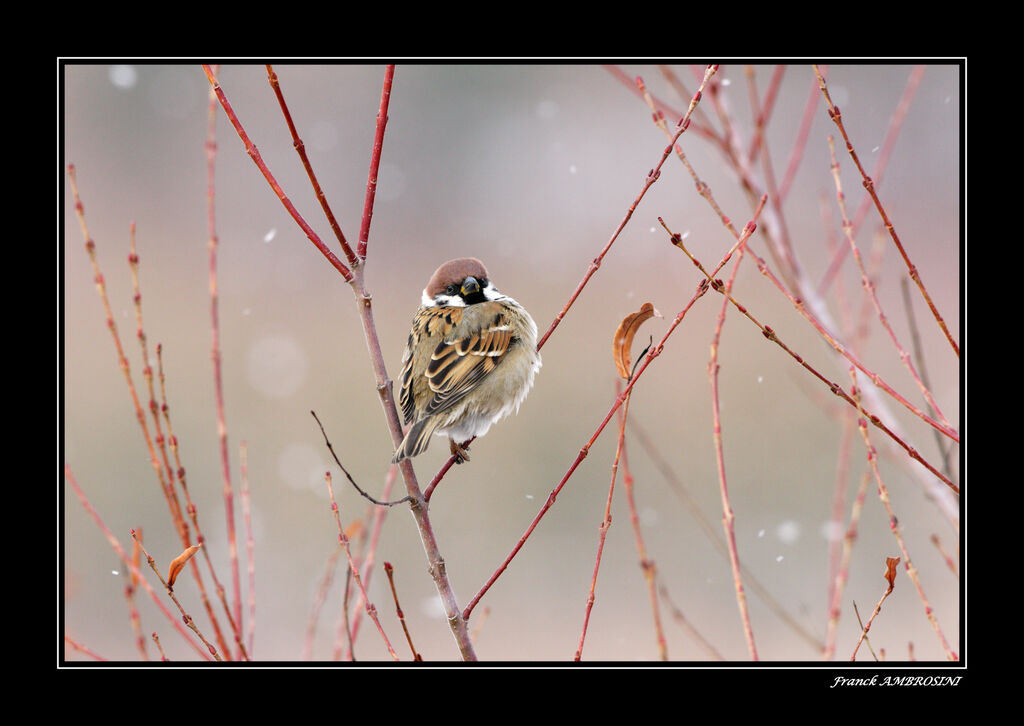 Eurasian Tree Sparrowadult post breeding