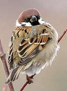 Eurasian Tree Sparrow