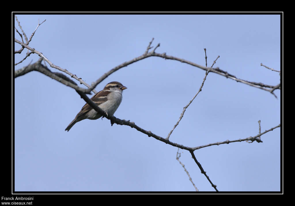 Russet SparrowFirst year, identification